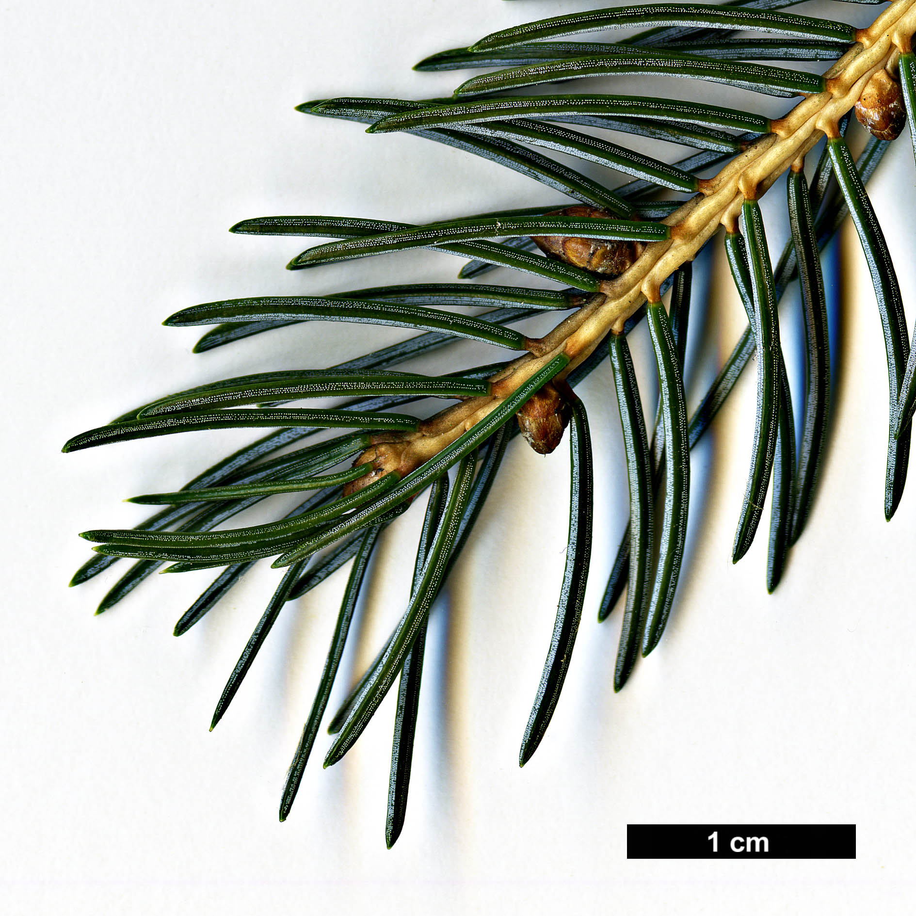 High resolution image: Family: Pinaceae - Genus: Picea - Taxon: alcoquiana - SpeciesSub: var. reflexa High resolution image: Family: Pinaceae - Genus: Picea - Taxon: alcoquiana - SpeciesSub: var. reflexa